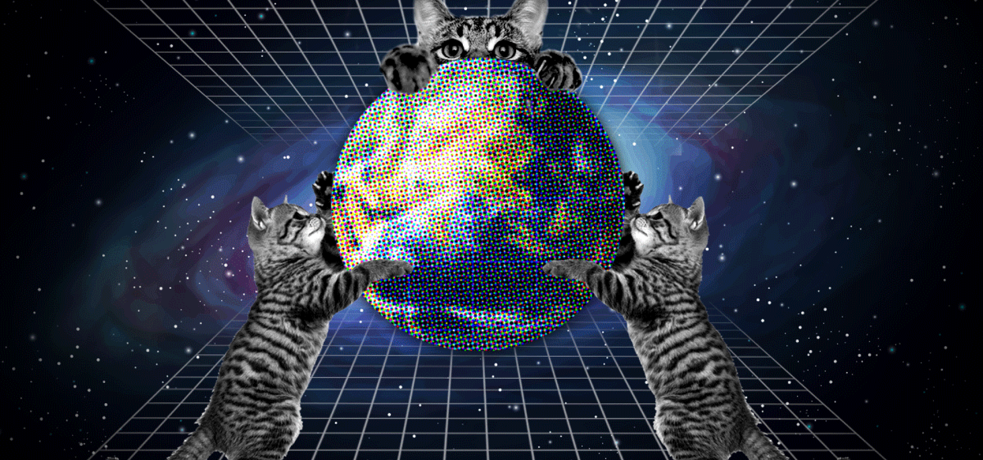 喵星人占领地球 养猫 服侍猫 到 我们最终会变成猫 歪脑whynot